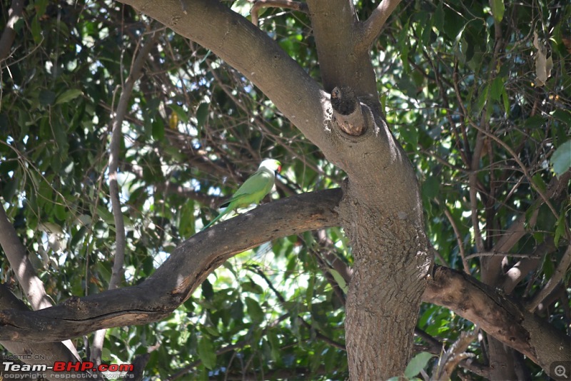 Chomu, Jaipur - Relaxation guaranteed-dsc_1432.jpg