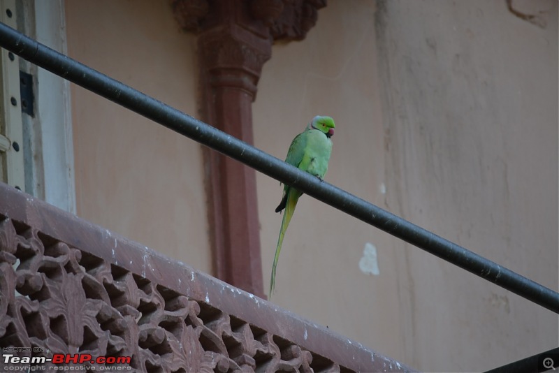 Chomu, Jaipur - Relaxation guaranteed-dsc_1601.jpg