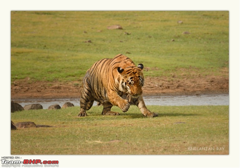 Kanha & Tadoba - A 3000 km roadtrip in the Fortuner-bear.jpg