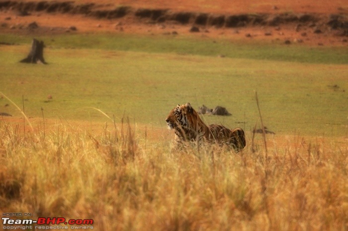 Kanha & Tadoba - A 3000 km roadtrip in the Fortuner-dsc_5078.jpg