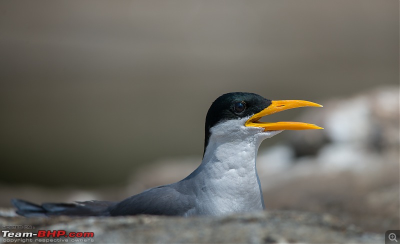 Photologue: Two hours @ Ranganathittu Bird Sanctuary. Drive to Mysore via Ooty-t6080x402800389.jpg