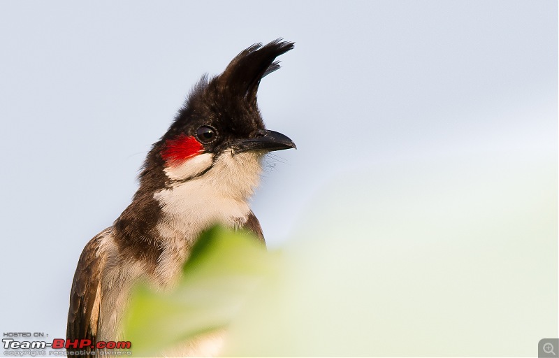 Photologue: Two hours @ Ranganathittu Bird Sanctuary. Drive to Mysore via Ooty-dsc_34757.jpg