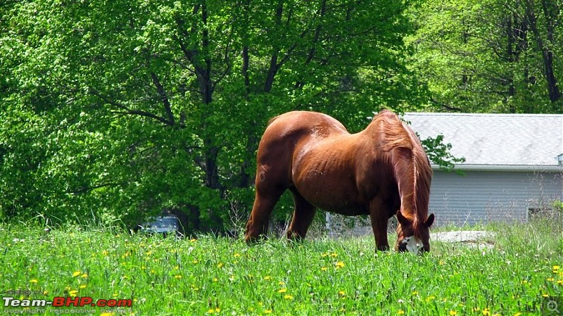 A beautiful Spring day in New Jersey-horse.jpg