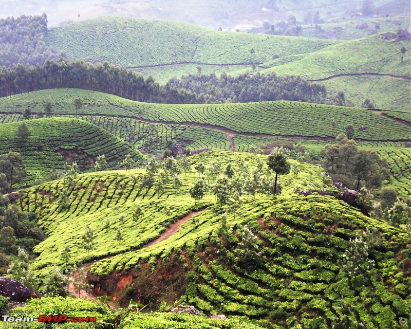 Photologue: Thekkady & Munnar-sdc16278.jpg