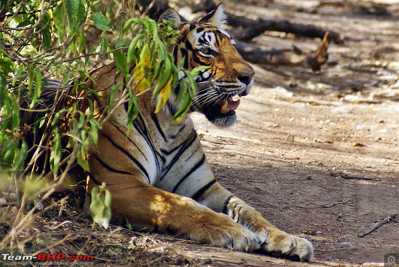 Ranthambhore : Water Hole Animal Census, tigers, forts and more....-dsc05150.jpg