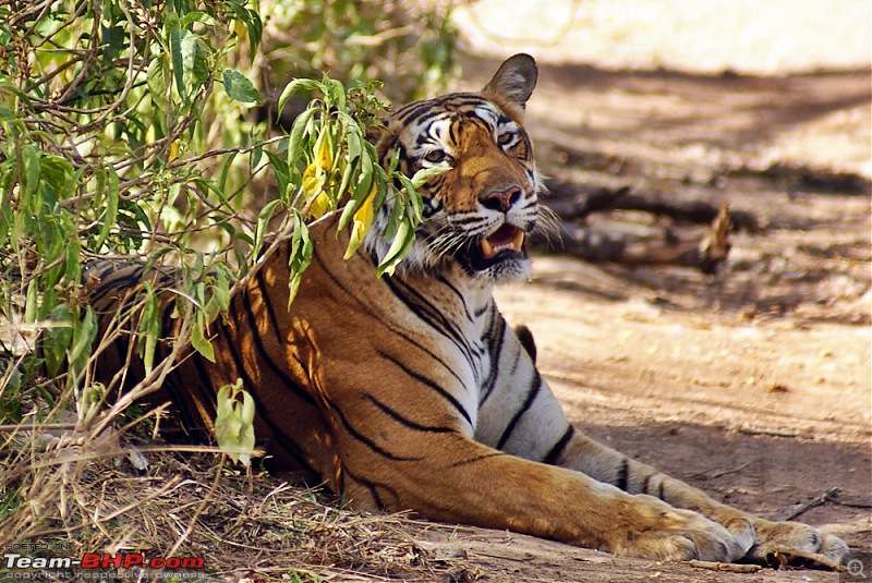 Ranthambhore : Water Hole Animal Census, tigers, forts and more....-dsc05200.jpg