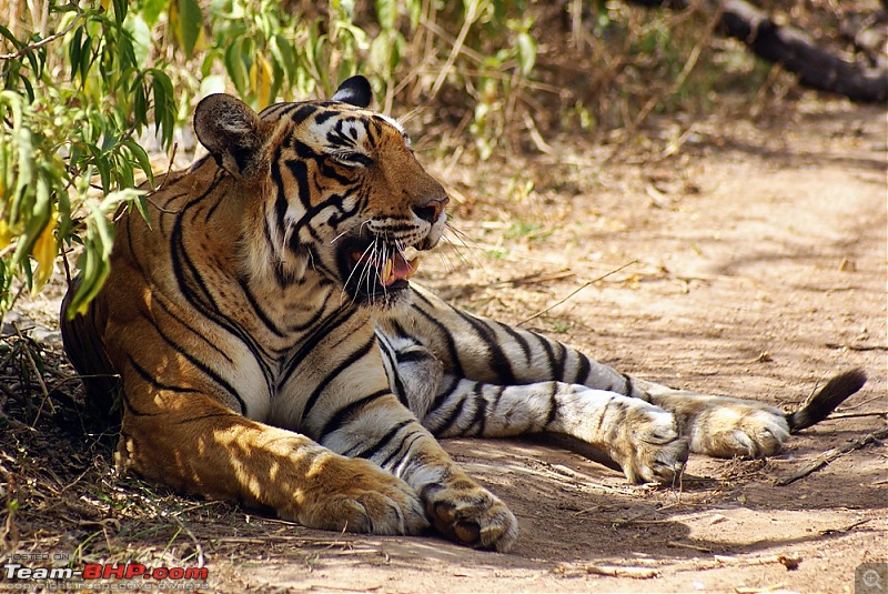 Ranthambhore : Water Hole Animal Census, tigers, forts and more....-dsc05320.jpg