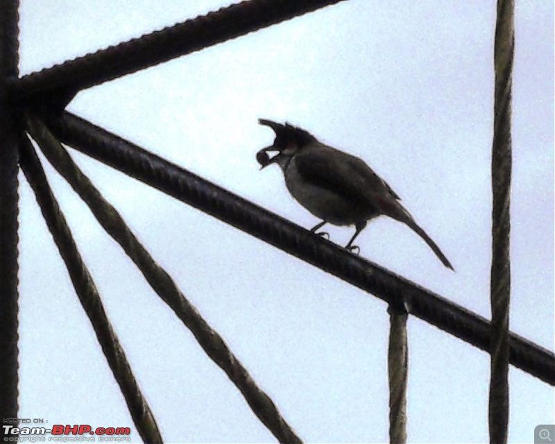 Photologue: Thekkady & Munnar-sdc16649.jpg