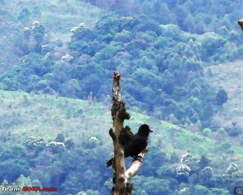 Photologue: Thekkady & Munnar-sdc16667.jpg