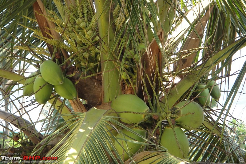 The Call of Lord Jagannath: Weekend Getaway to Puri from Kolkata-dsc07947.jpg