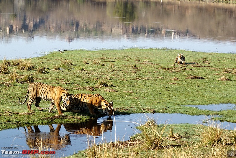 Ranthambhore : Water Hole Animal Census, tigers, forts and more....-dsc08529.jpg