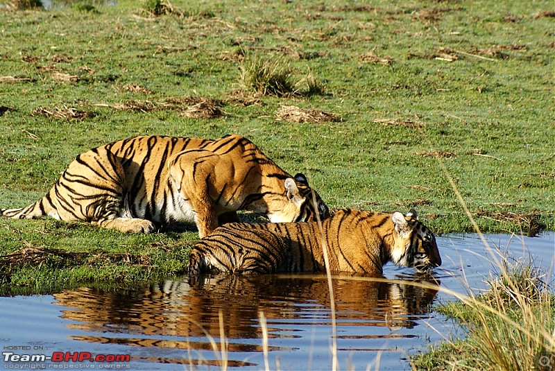 Ranthambhore : Water Hole Animal Census, tigers, forts and more....-dsc08540.jpg