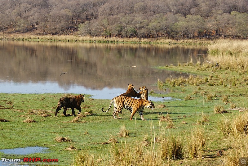 Ranthambhore : Water Hole Animal Census, tigers, forts and more....-dsc08551.jpg
