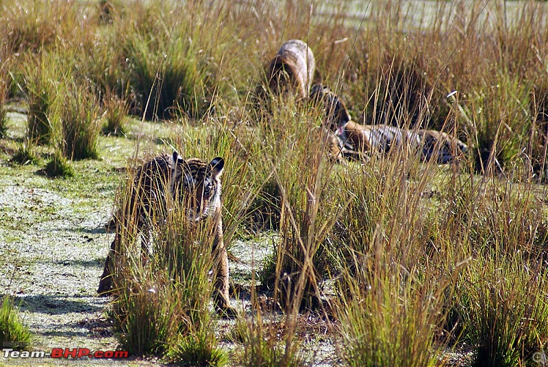 Ranthambhore : Water Hole Animal Census, tigers, forts and more....-dsc08573.jpg