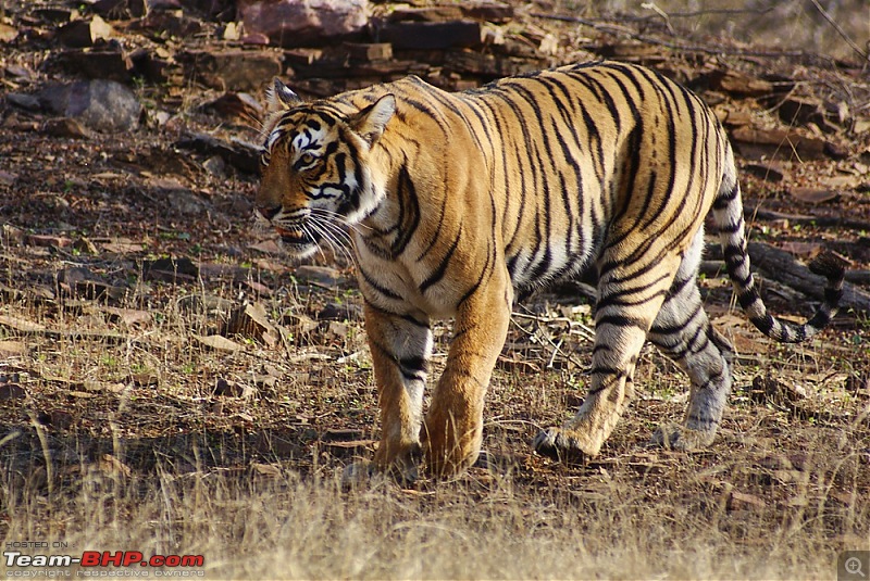 Ranthambhore : Water Hole Animal Census, tigers, forts and more....-dsc08632.jpg