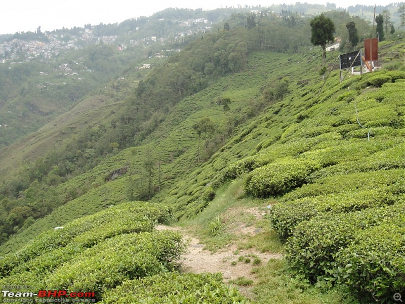 Weekend drive to Kurseong and Darjeeling in a Mahindra Thar-dsc01878.jpg