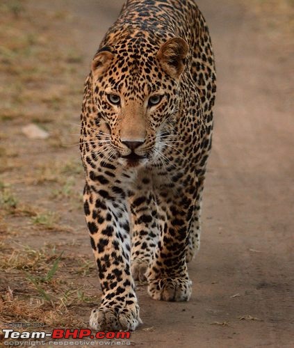 The Leopards of Satpura: 3300 kms road-trip in the Fortuner-dsc_1165-copy.jpg