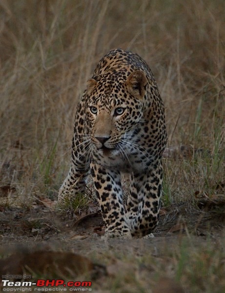 The Leopards of Satpura: 3300 kms road-trip in the Fortuner-dsc_1143small.jpg