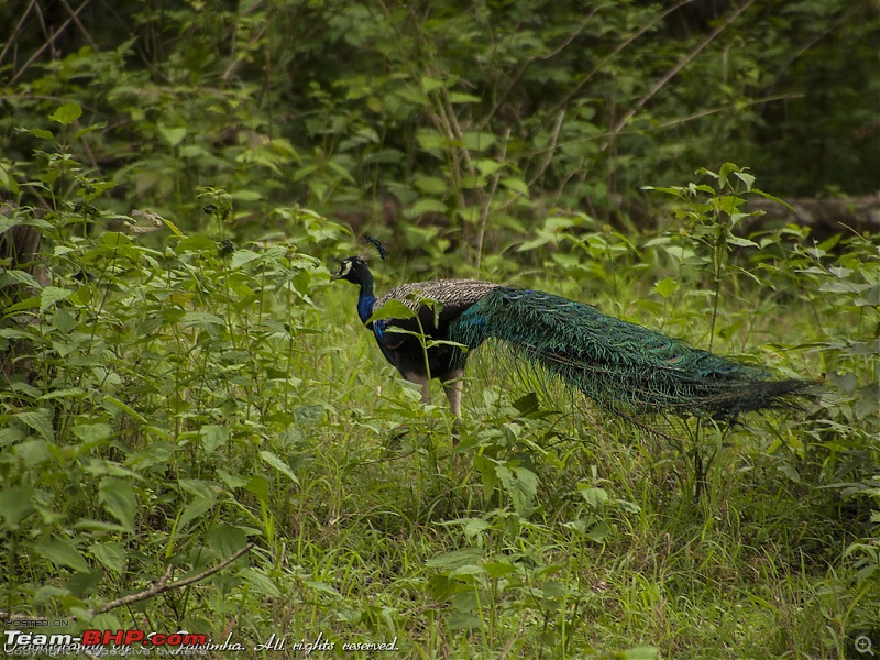 A long weekend at Kabini-kbn21.jpg