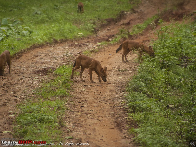 A long weekend at Kabini-kbn22.jpg