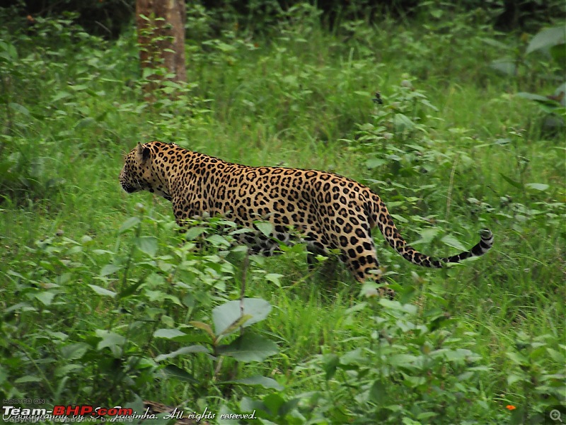 A long weekend at Kabini-kbn29.jpg