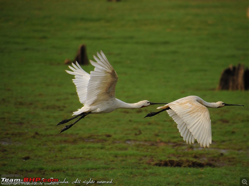 A long weekend at Kabini-kbn52.jpg