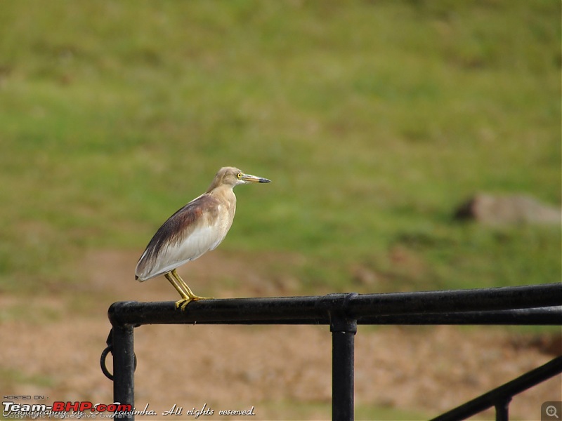 A long weekend at Kabini-kbn67.jpg