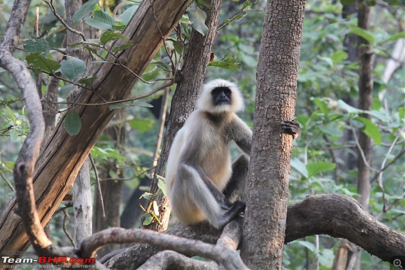 Photologue: Pench & Kanha National Park-10.jpg