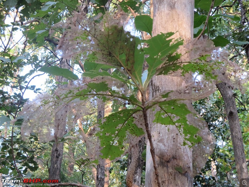 Photologue: Pench & Kanha National Park-12.jpg