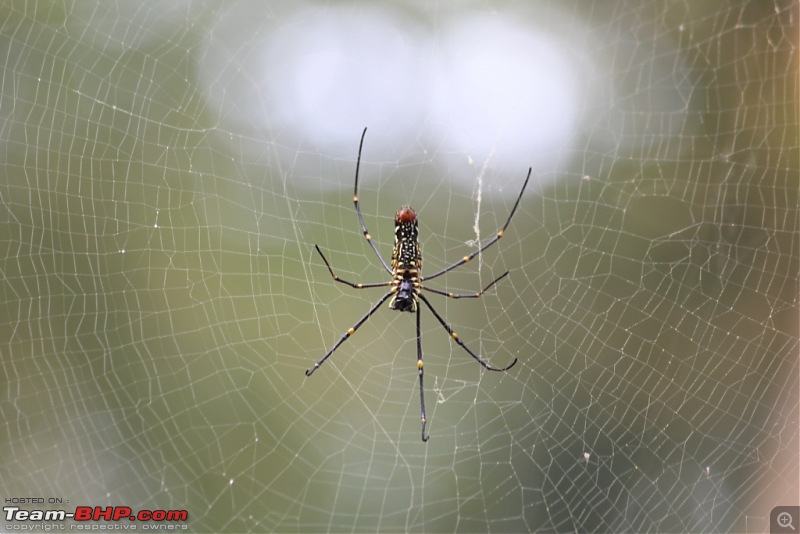 Photologue: Pench & Kanha National Park-20.jpg