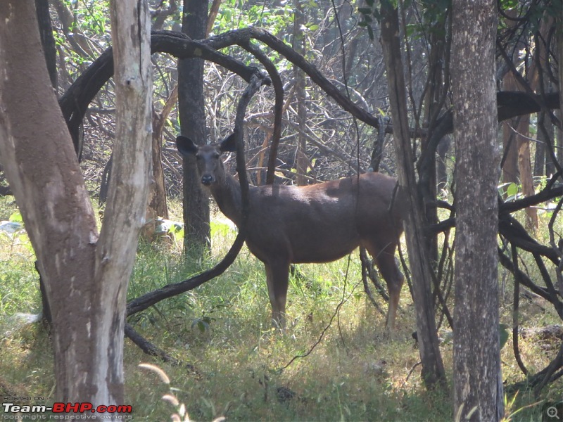 Photologue: Pench & Kanha National Park-25.jpg