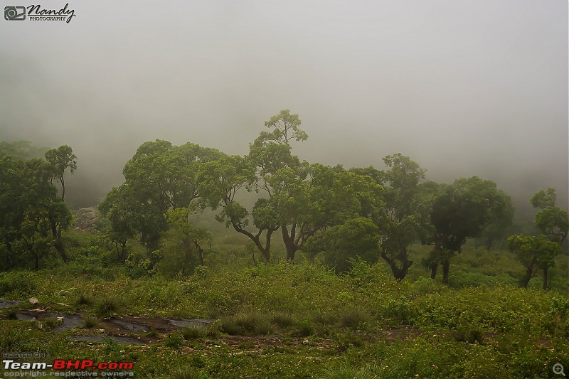 Mist, rain, nature and twisties - Ride to Yercaud!-dsc_7429.jpg