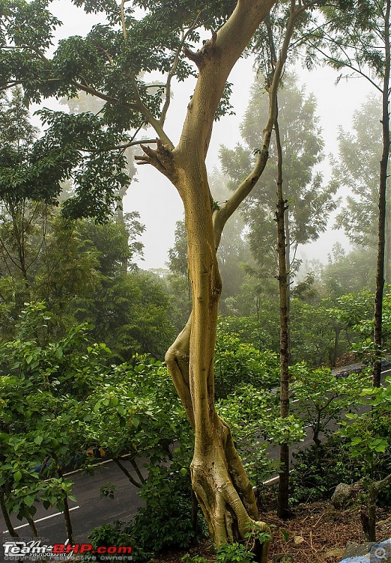 Mist, rain, nature and twisties - Ride to Yercaud!-dsc_7473.jpg