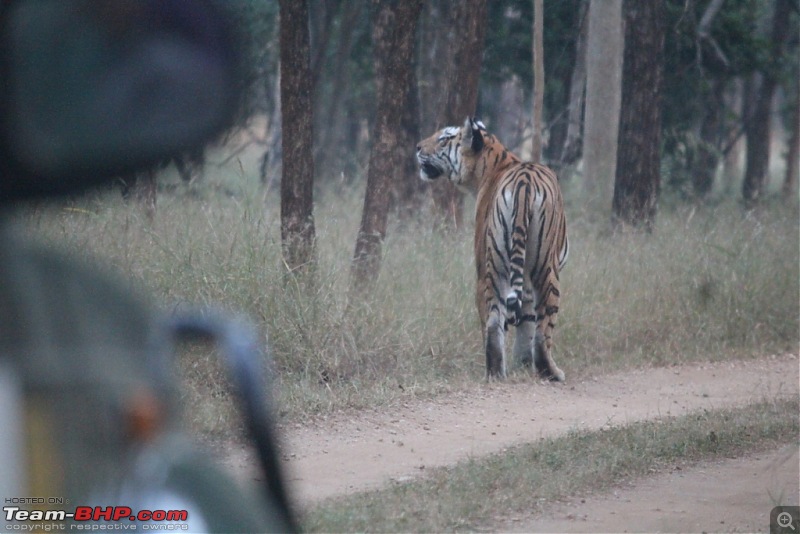 Photologue: Pench & Kanha National Park-11.jpg