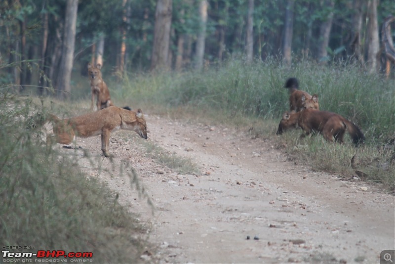 Photologue: Pench & Kanha National Park-23.jpg