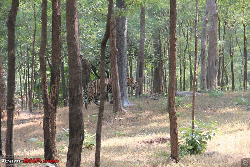 Photologue: Pench & Kanha National Park-54.jpg