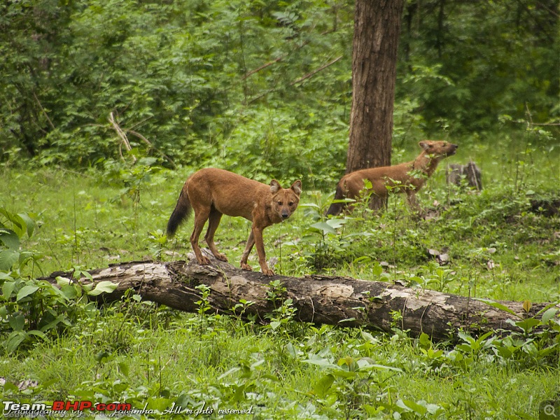 A long weekend at Kabini-kbn23.jpg