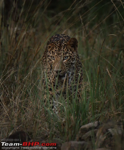 The Leopards of Satpura: 3300 kms road-trip in the Fortuner-dsc_1132_small.jpeg