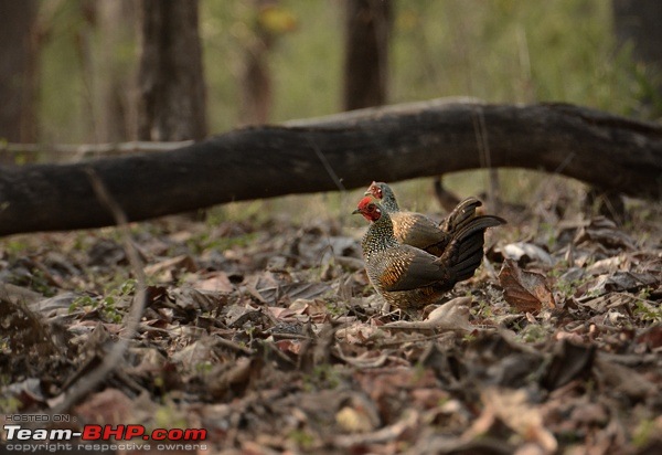 The Leopards of Satpura: 3300 kms road-trip in the Fortuner-dsc_0421.jpg