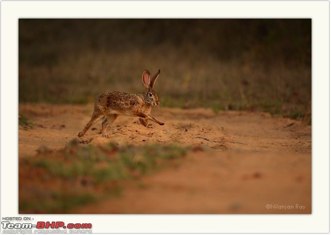 The Leopards of Satpura: 3300 kms road-trip in the Fortuner-dsc_0394.jpeg