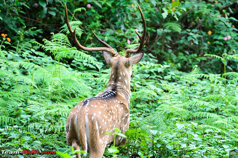 Wanderlust Traveller: Into the wild - Biligiriranga Hills and K Gudi-suh_1807.jpg