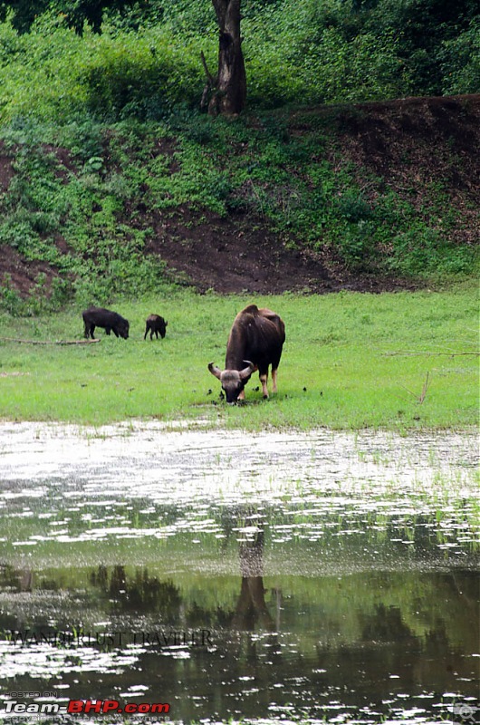 Wanderlust Traveller: Into the wild - Biligiriranga Hills and K Gudi-suh_1844.jpg