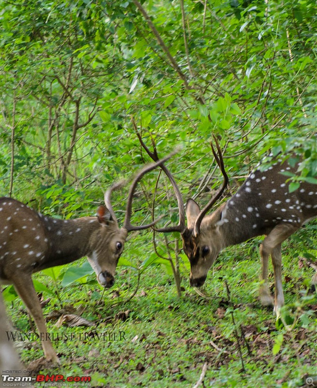 Wanderlust Traveller: Into the wild - Biligiriranga Hills and K Gudi-suh_1866.jpg