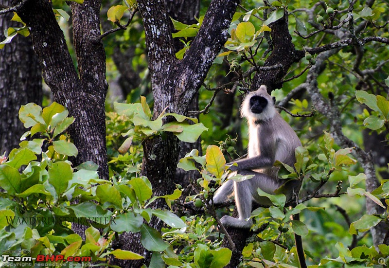 Wanderlust Traveller: Into the wild - Biligiriranga Hills and K Gudi-suh_1902.jpg