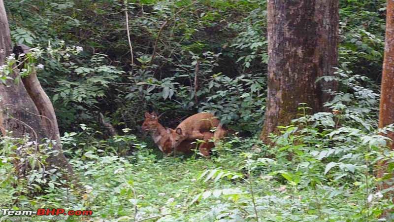 Wanderlust Traveller: Into the wild - Biligiriranga Hills and K Gudi-wild-dogs.jpg