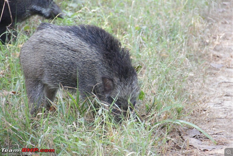 Photologue: Pench & Kanha National Park-20.jpg