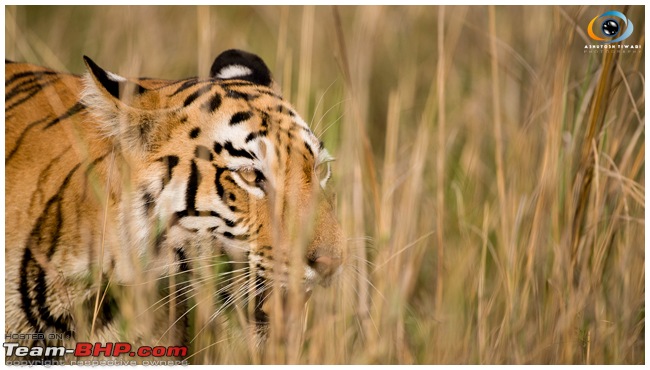 Bangalore to Tadoba - The Land of the Tiger-1.jpg