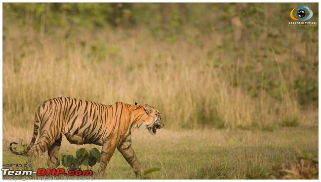 Bangalore to Tadoba - The Land of the Tiger-5.jpg