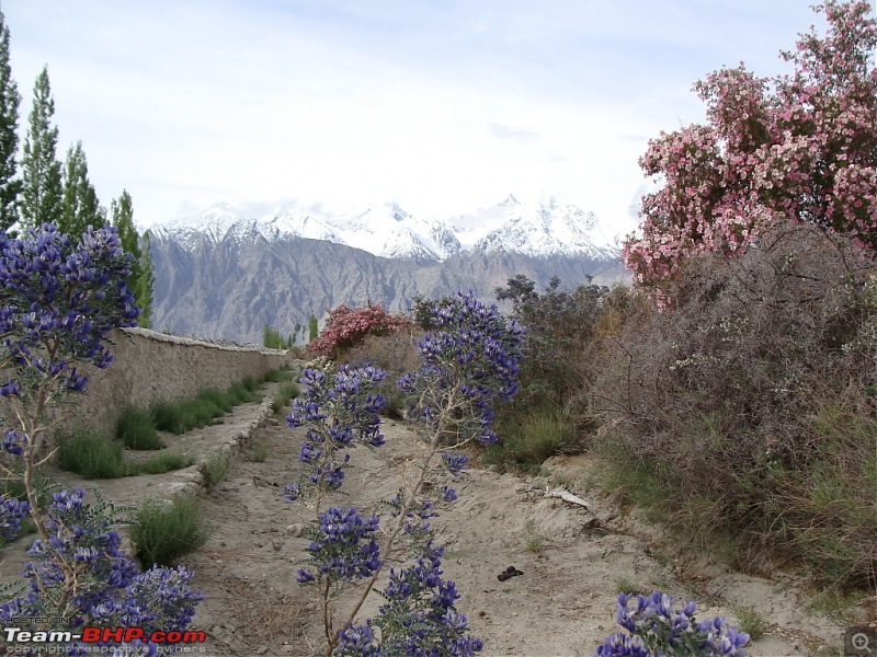 Reliving a memorable trip: 10 friends, Enfields & Leh!-dsc02228.jpg