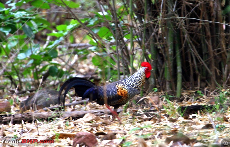 Hyderabad - Srisailam - Dornala - Kurnool.  Road pictures only-jungle-fowl.jpg